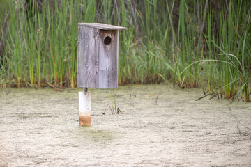 Birdhouse in marsh