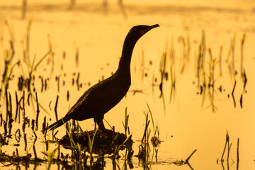 double-crested cormorant
