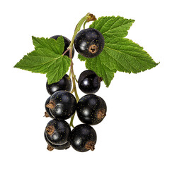 Fresh black-currants isolated on white background with clipping path