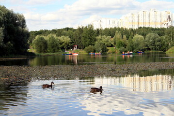 landscape of a city Park with a pond and boating