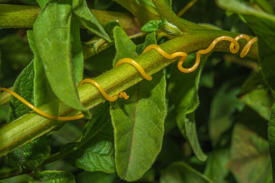 Dodder - Cuscuta on a potato bush: a quarantine plant - a parasite.  Dangerous weed in the garden, a pest of agriculture. Stock Photo | Adobe  Stock