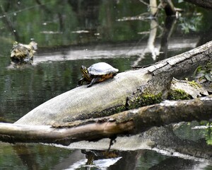 Żółwie w naturalnym srodowisku © Iwona
