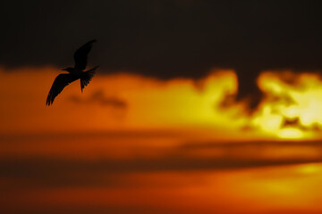 birds flying in the sunset