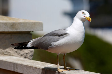 Gibraltan seagull eyeing the camera man
