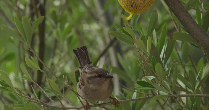House sparrow eating on a birdfeeder