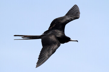 Frigate bird