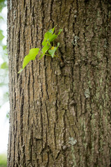 Wooden texture with green leaves on it