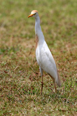 Cattle Egret