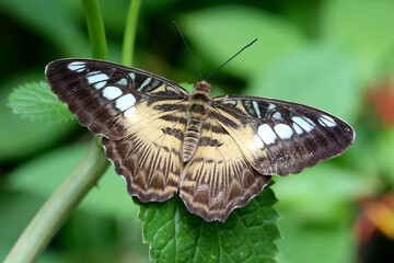 Obraz na płótnie Canvas Brown Clipper Butterfly