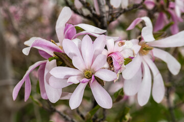 Magnolia Flower (Magnolia kobus var. loebneri 'Ballerina')
