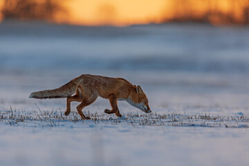 red fox (Vulpes vulpes)walks across a snowy field early in the morning at dawn
