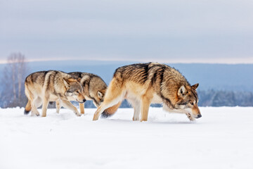 gray wolf (Canis lupus) The pack is preparing to hunt in the snowy plain