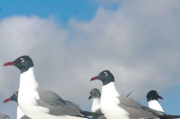 observant sea gulls