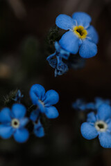 Fototapeta na wymiar Blue Alpine Wildflowers In Colorado, Tiny Blue Flowers In The Mountains, Blue Flower Buds In Spring, Spring Flowers