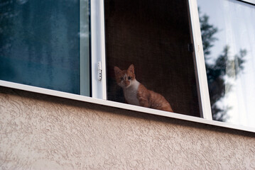 Cat watching from a window of a house