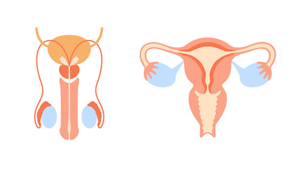 Reproductive system concept
