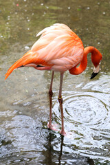 A Flamingo in Florida Keys