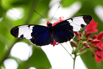 Butterfly with a blueish tint and white spots on the wings.