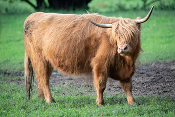 Highland Cattle