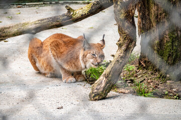 The Eurasian lynx resting in an aviary