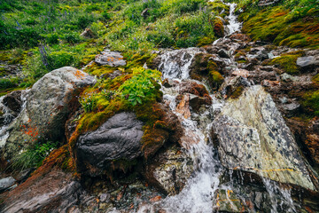 Scenic landscape with clear spring water stream among thick moss and lush vegetation. Mountain creek on mossy slope with fresh greenery and many small flowers. Colorful scenery with rich alpine flora.
