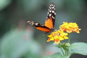butterfly on flower