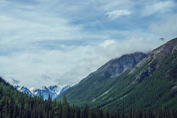 Atmospheric nature scenery with great beautiful snowy mountains behind coniferous forest under cloudy sky. Dramatic landscape with big mountain peak with glacier behind green fir tops in overcast day.
