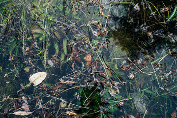 Small leaf floats in lake close-up. Greenery in mountain lake after flood. Nature background with green vegetation in clear water. Natural backdrop of calm transparent water surface. Underwater flora.