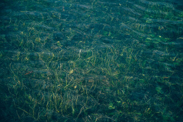 Nature background of green vegetation in clear water. Underwater flora close-up. Natural texture of greenery on bottom of mountain lake after flood. Calm transparent water surface of mountain lake.