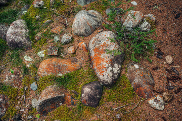 Scenic forest background with conifer branch and big mossy stones among mosses and lichens....