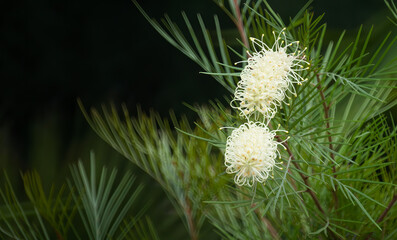 White flower with green and dark background. Grevillea moonlight. 