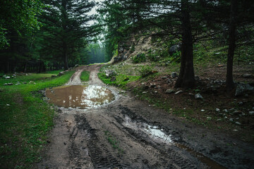 Obraz premium Dark atmospheric forest landscape with puddle on dirt road. Gloomy coniferous forest in mountains in rainy weather. Sky and branches of conifer trees reflected in puddle. Dark landscape of deep woods.