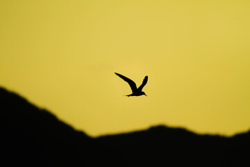 seagull in flight at sunset