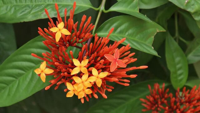 red and yellow flowers swaying by wind