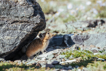 Naklejka na ściany i meble Beautiful little pika rodent hiding from heat under stone in shade. Small pika rodent hide from sun under rock in shadow in hot sunny day. Little furry pika animal sits under boulder at hot summer day