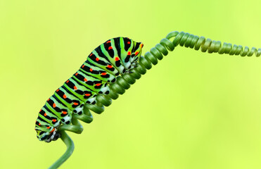Close up   beautiful Сaterpillar of swallowtail 