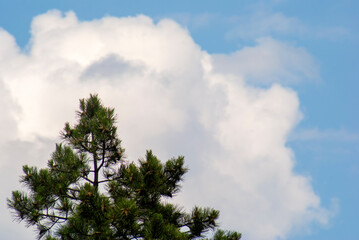 Pine tops against a cloudy sky