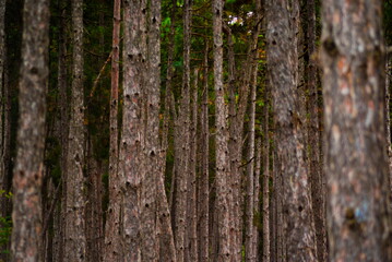 Tree trunks in a dense forest