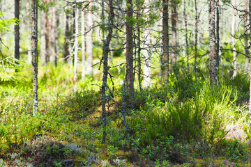 Northern forest landscape, coniferous forest, heather, moss and lingonberry