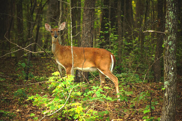 deer in the forest