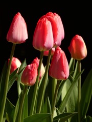Red tulips with green leaves on black background
