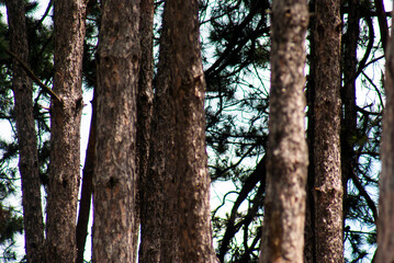 Coniferous trees in the forest