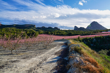 Naklejka premium Peach blossom in Cieza La Torre in the Murcia region in Spain