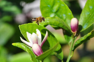 Beautiful  Bee macro in green nature 