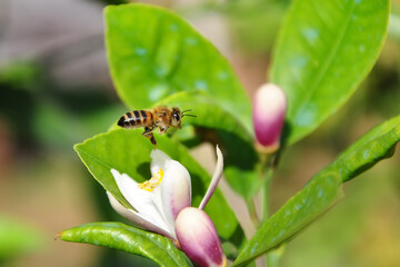 Beautiful  Bee macro in green nature 