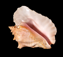 Sea shell isolated on a black background. Beautiful seashell