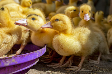 A group of ducklings. Growing poultry at home.