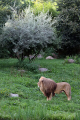 The figure of a lion on a background of green grass