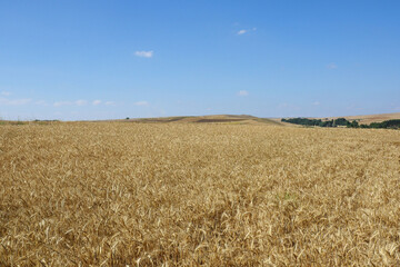maturing wheat ears, maturing wheat plant, dried harvest ready wheat plant,ripening wheat field,