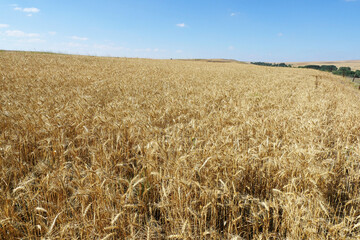 maturing wheat ears, maturing wheat plant, dried harvest ready wheat plant,ripening wheat field,